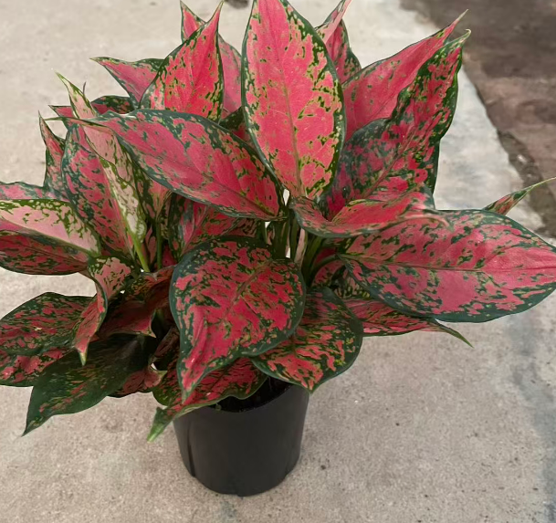 Аглаонема Энжел