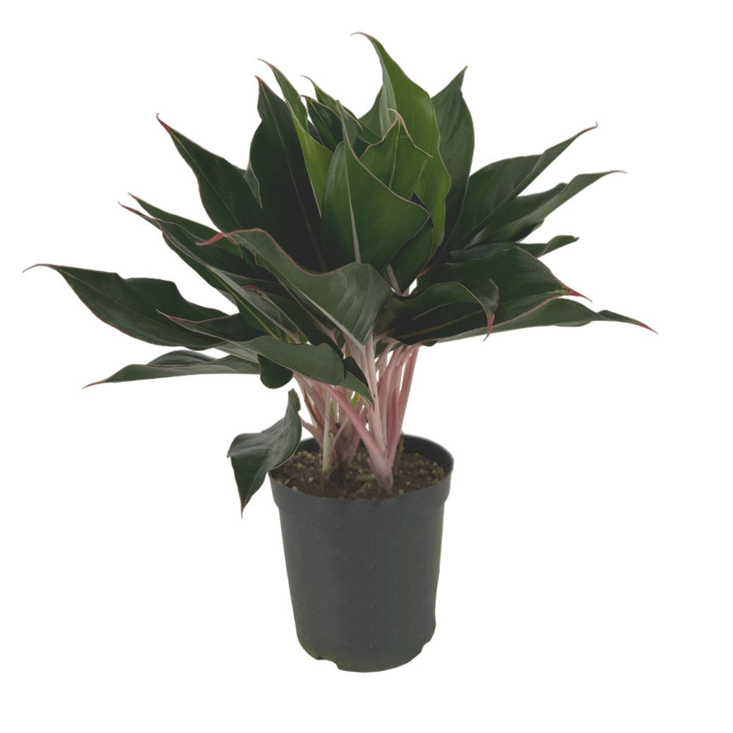 Аглаонема Сапфир