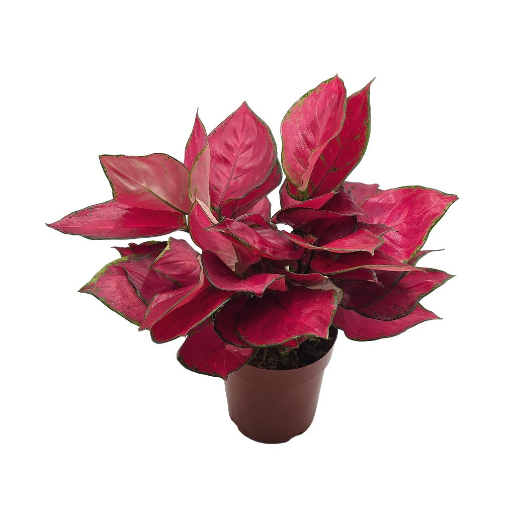 Аглаонема Чина Красная