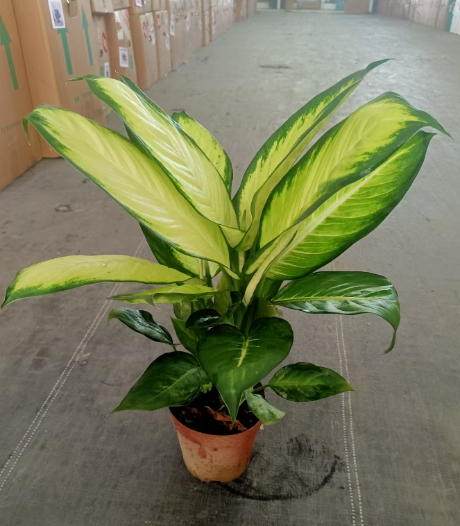 Аглаонема Марианна