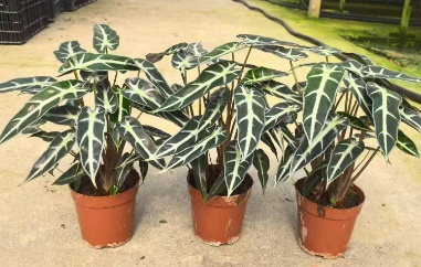 Алоказия Литтл Фейри