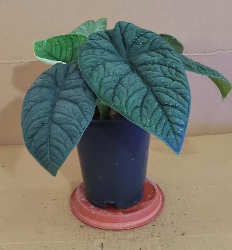 Алоказия Канталупе