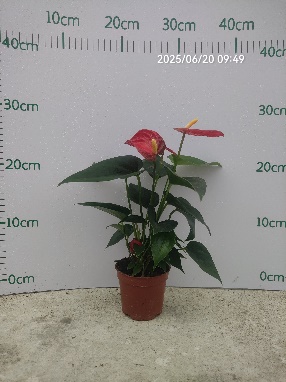 Антуриум андрианум Эритема