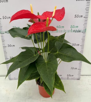 Антуриум андрианум Мичиган