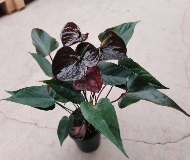 Антуриум андрианум Блэк Лав