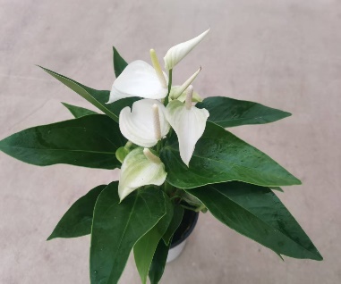 Антуриум андрианум Эклипс