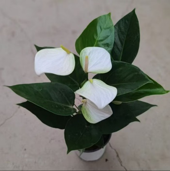 Антуриум андрианум Вайт Бейби