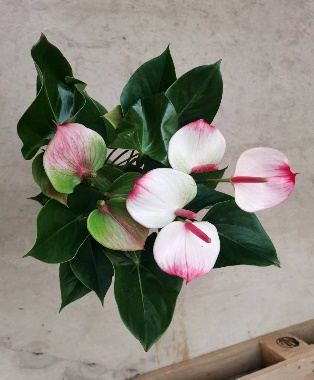 Антуриум андрианум Ред Липс