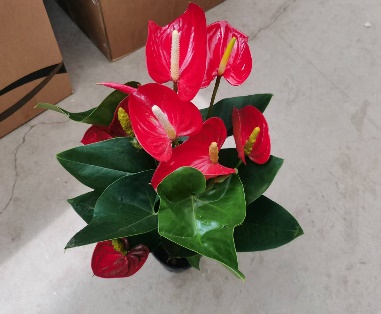 Антуриум Валера