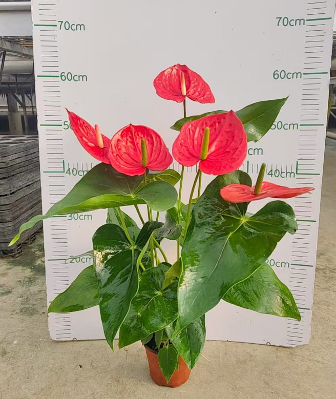 Антуриум Гомер