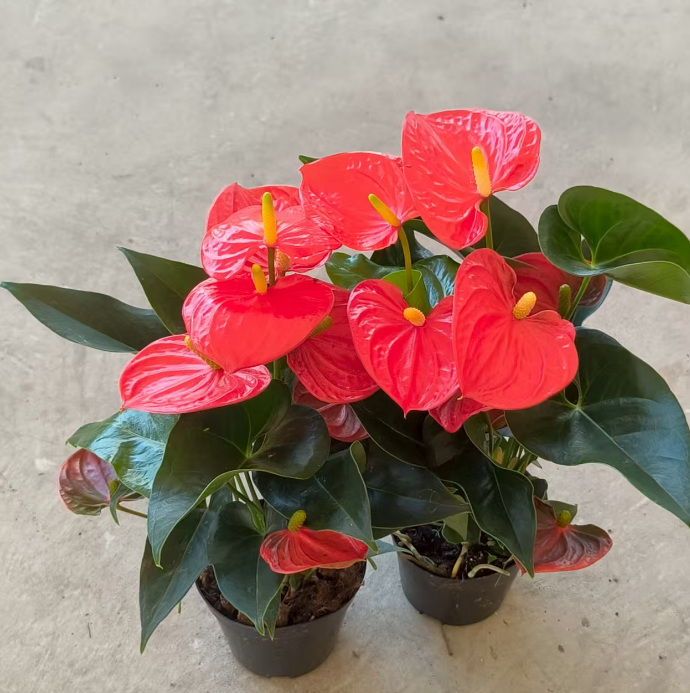 Антуриум Сан Бердс Априкот