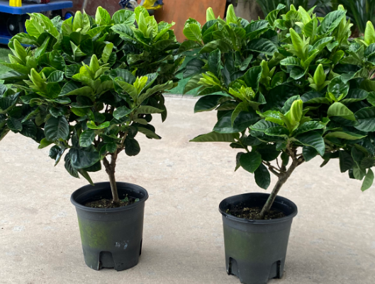 Гардения Гардения