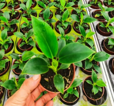 Филодендрон Грин Принцесс