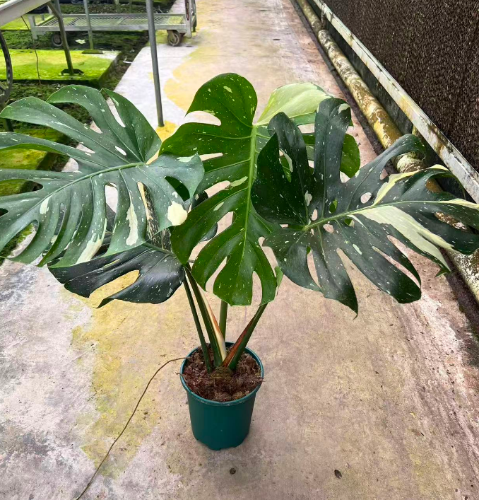 Монстера Голден Потос