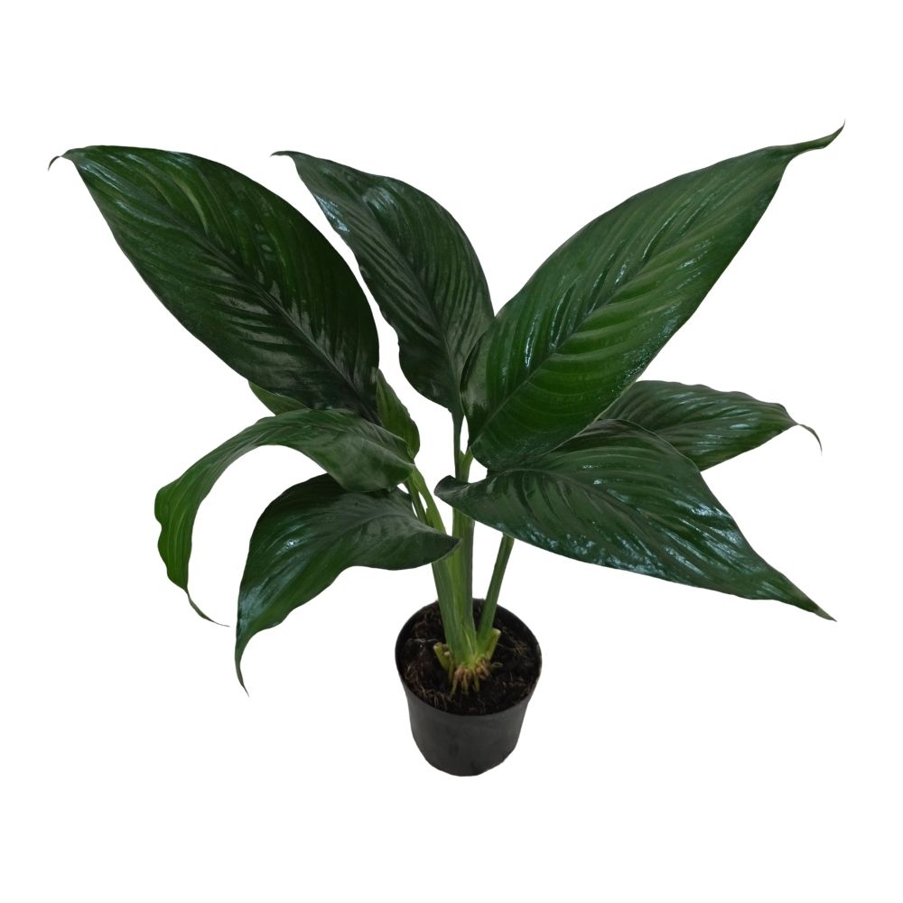 Спатифиллум Литтл Гиант