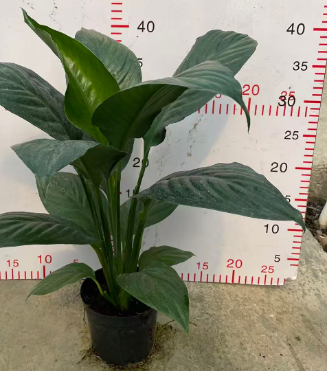 Спатифиллум Литтл Гиант