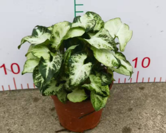 Сингониум ножколистный Грин Элф