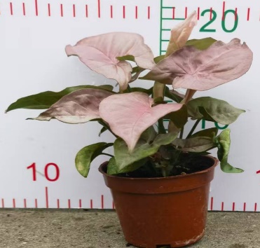 Сингониум ножколистный Пинк Бьюти