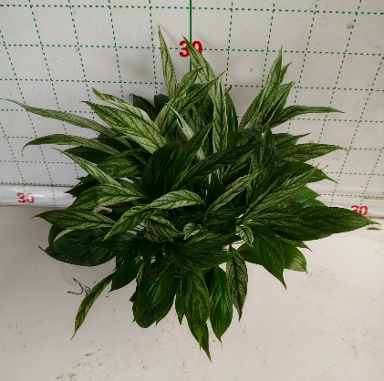 Спатифиллум Матча