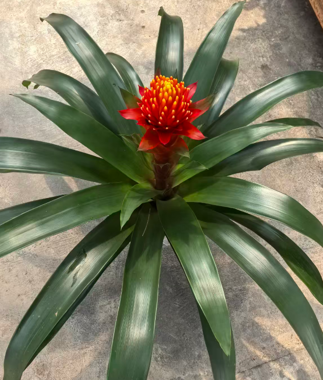 Гузмания Торч