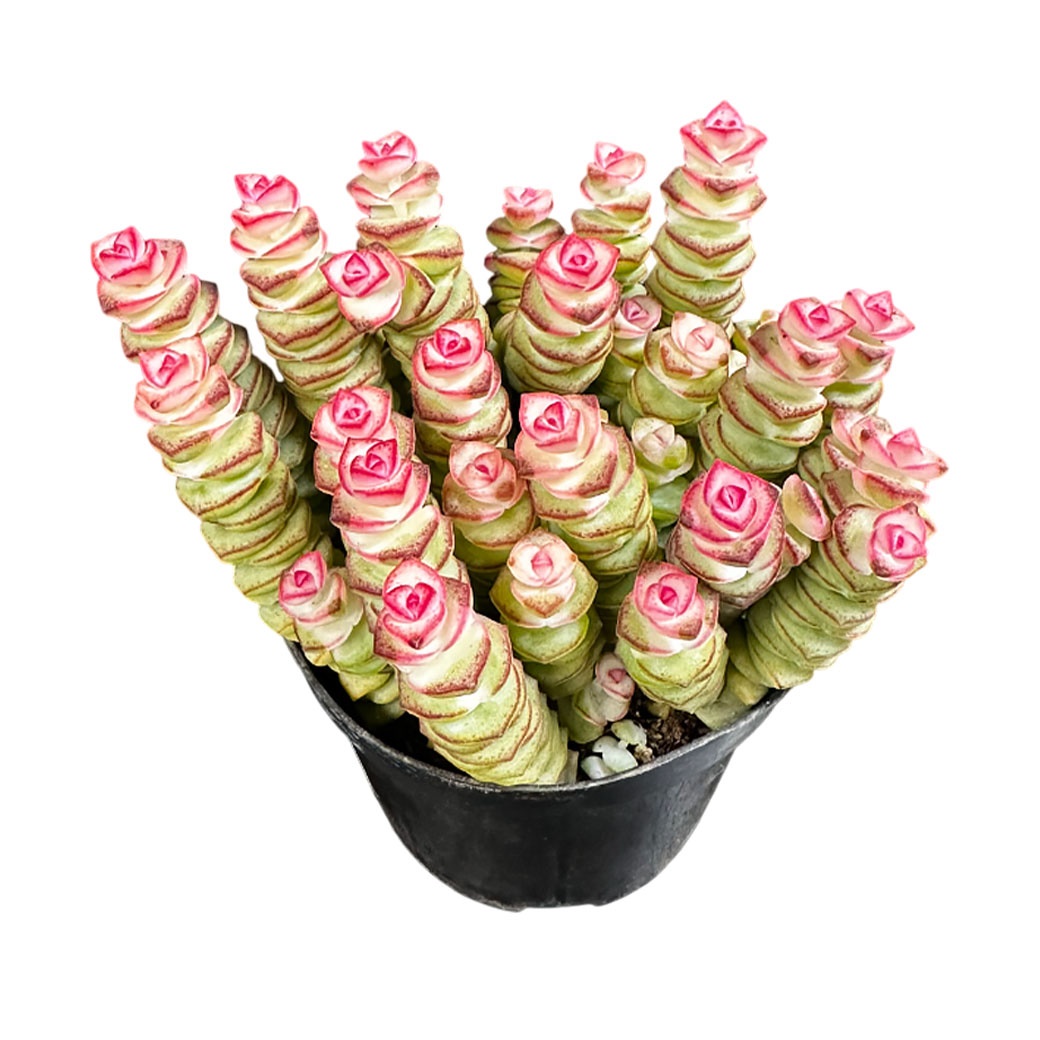 Крассула перфората