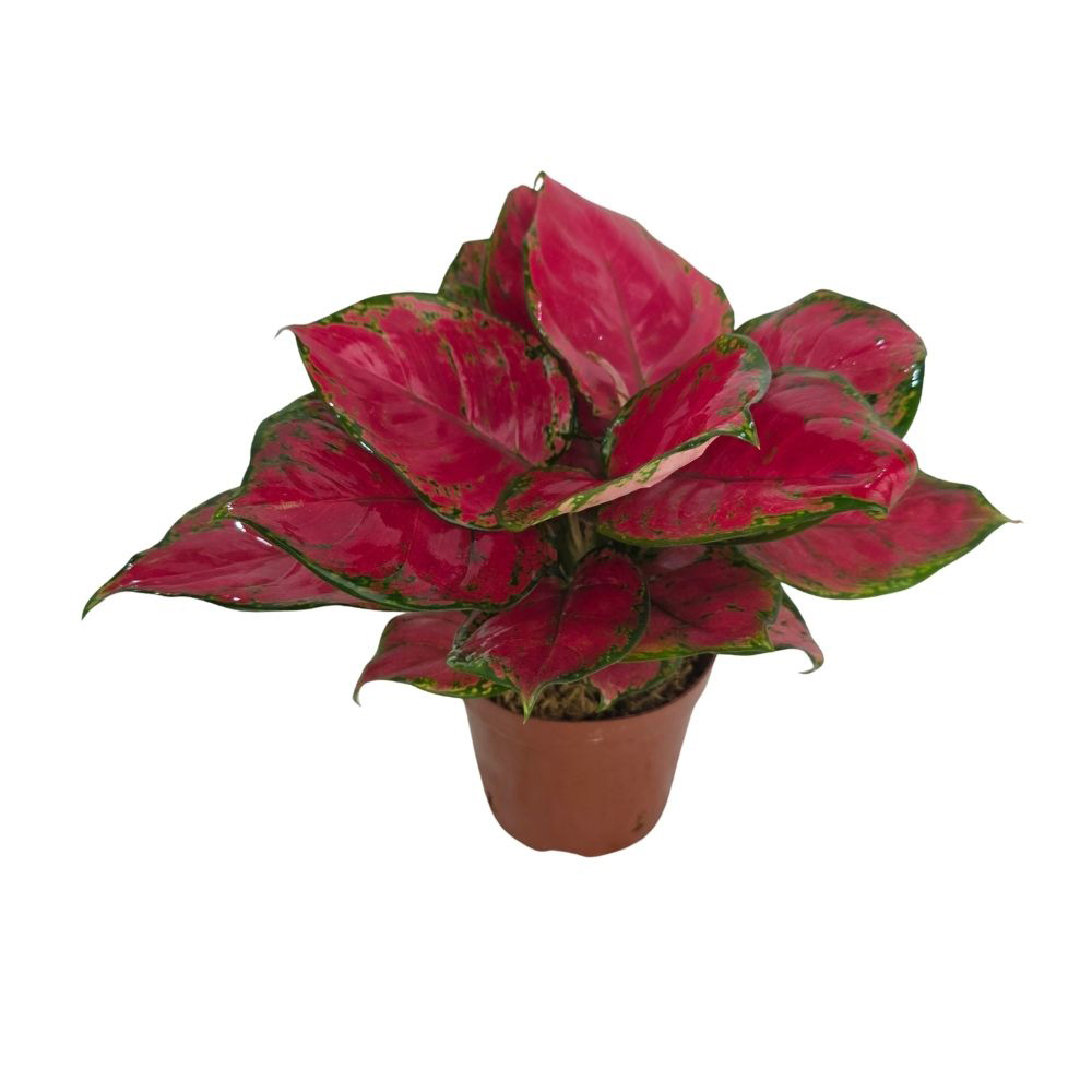 Аглаонема Ред Руи