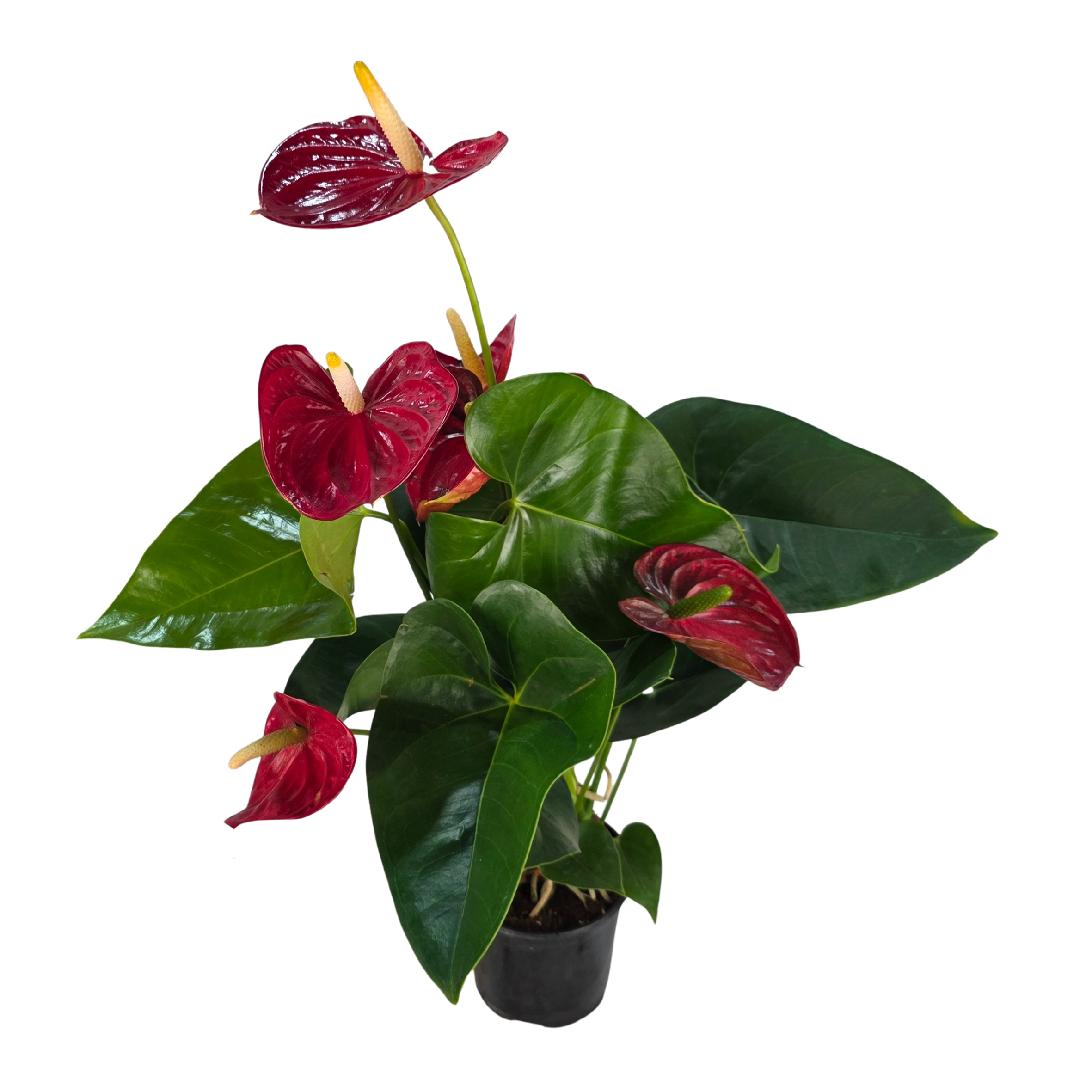 Антуриум андрианум Валера