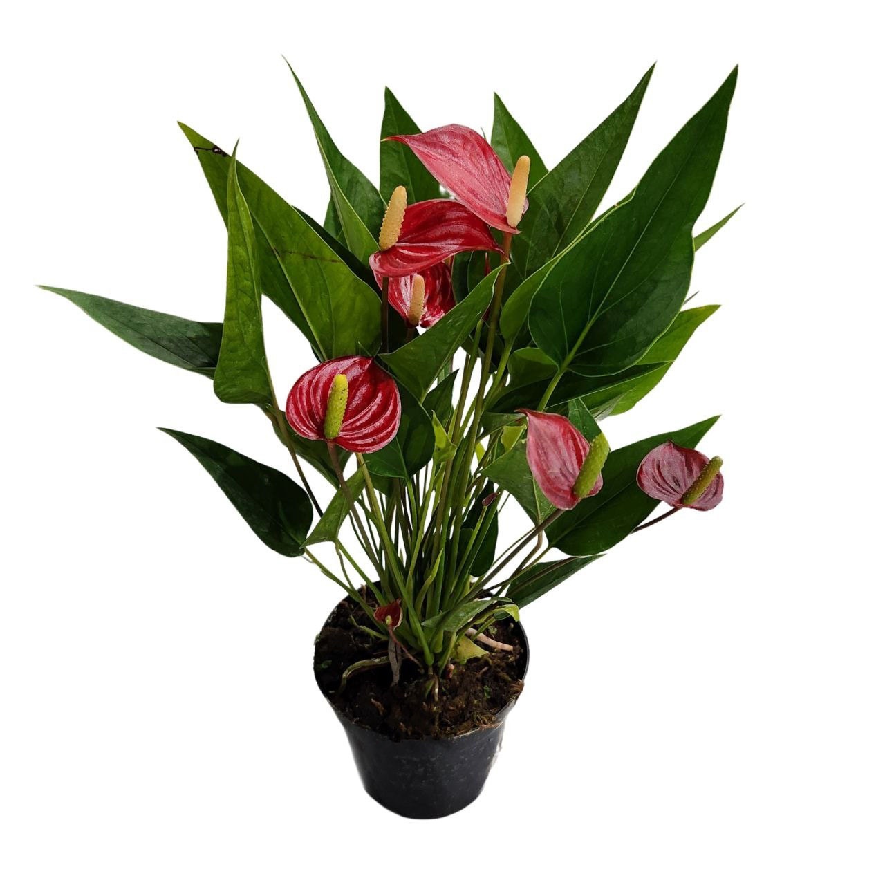 Антуриум андрианум Многоцветковый Красный