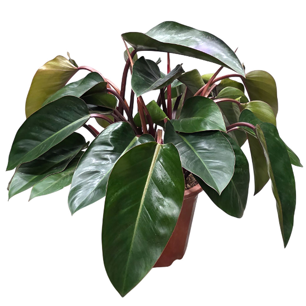 Филодендрон Даймонд Ред