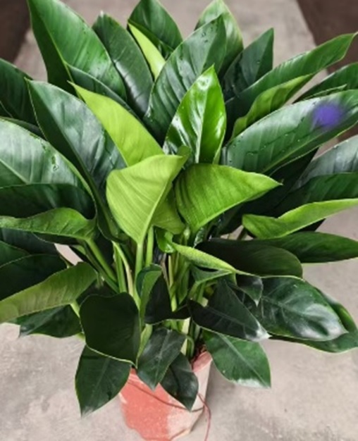 Филодендрон Грин Даймонд