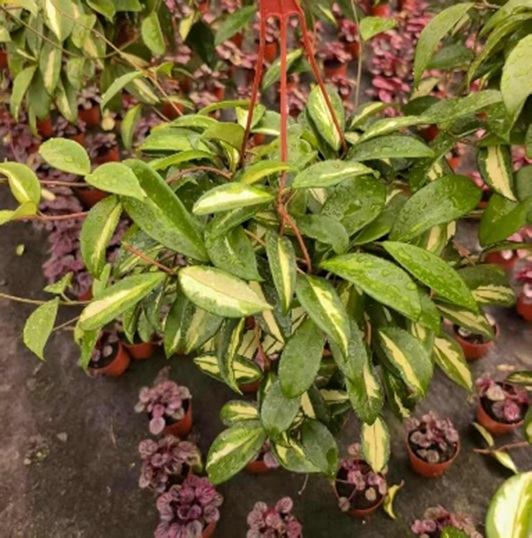 Хойя Карноса Компакта Вариегата