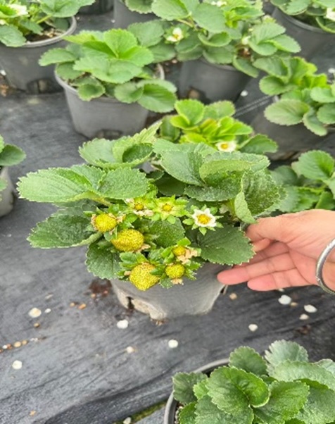 Земляника Микс