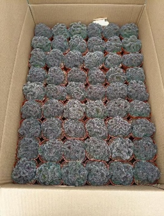 Лобивия Денсиспина Кристата