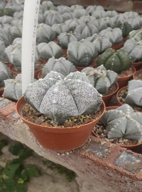 Астрофитум Мириостигма