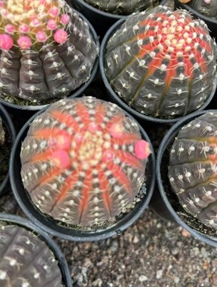 Гимнокалициум рагонезе Вариегата