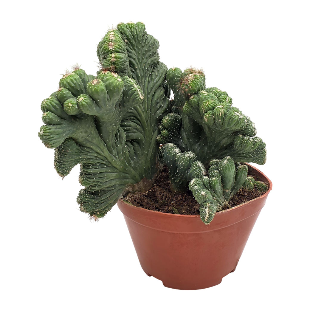 Эуфорбия Лактея