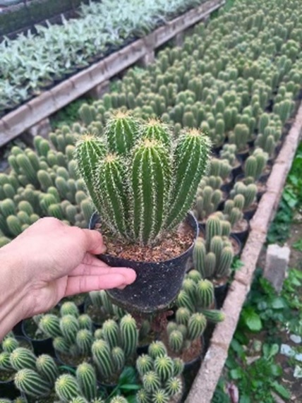 Необуксбаумия многогребенчатая