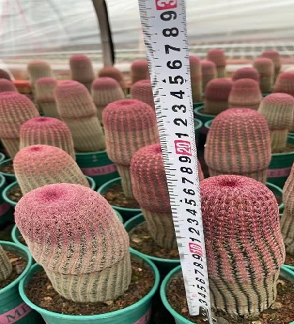 Эхиноцереус Ригидиссимус Рубриспинус