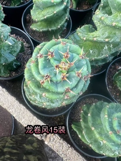 Цереус Форбеси Спиралис