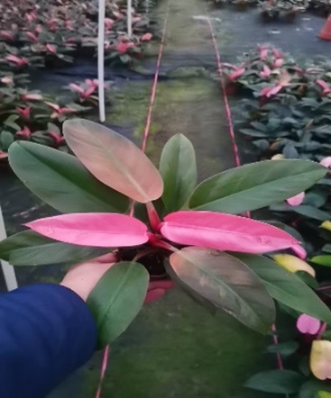 Филодендрон Пинк Конго