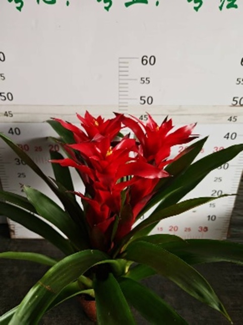 Гузмания Остара 3 ст