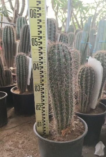 Пахицереус Прингли