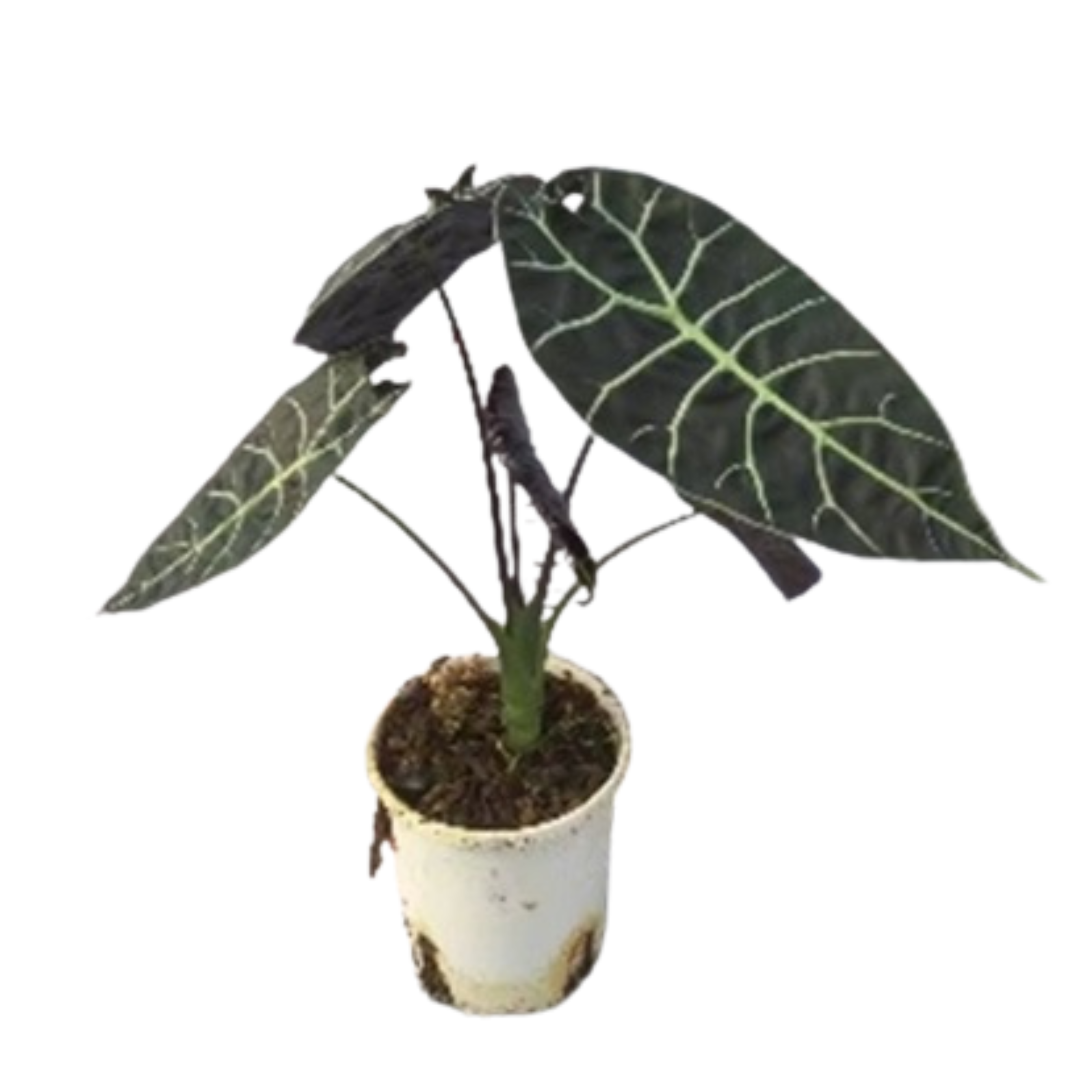 Алоказия Ватсониана