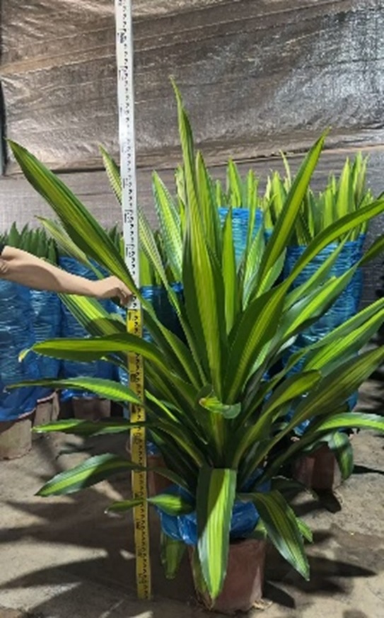 Драцена фрагранс Чинто копстек