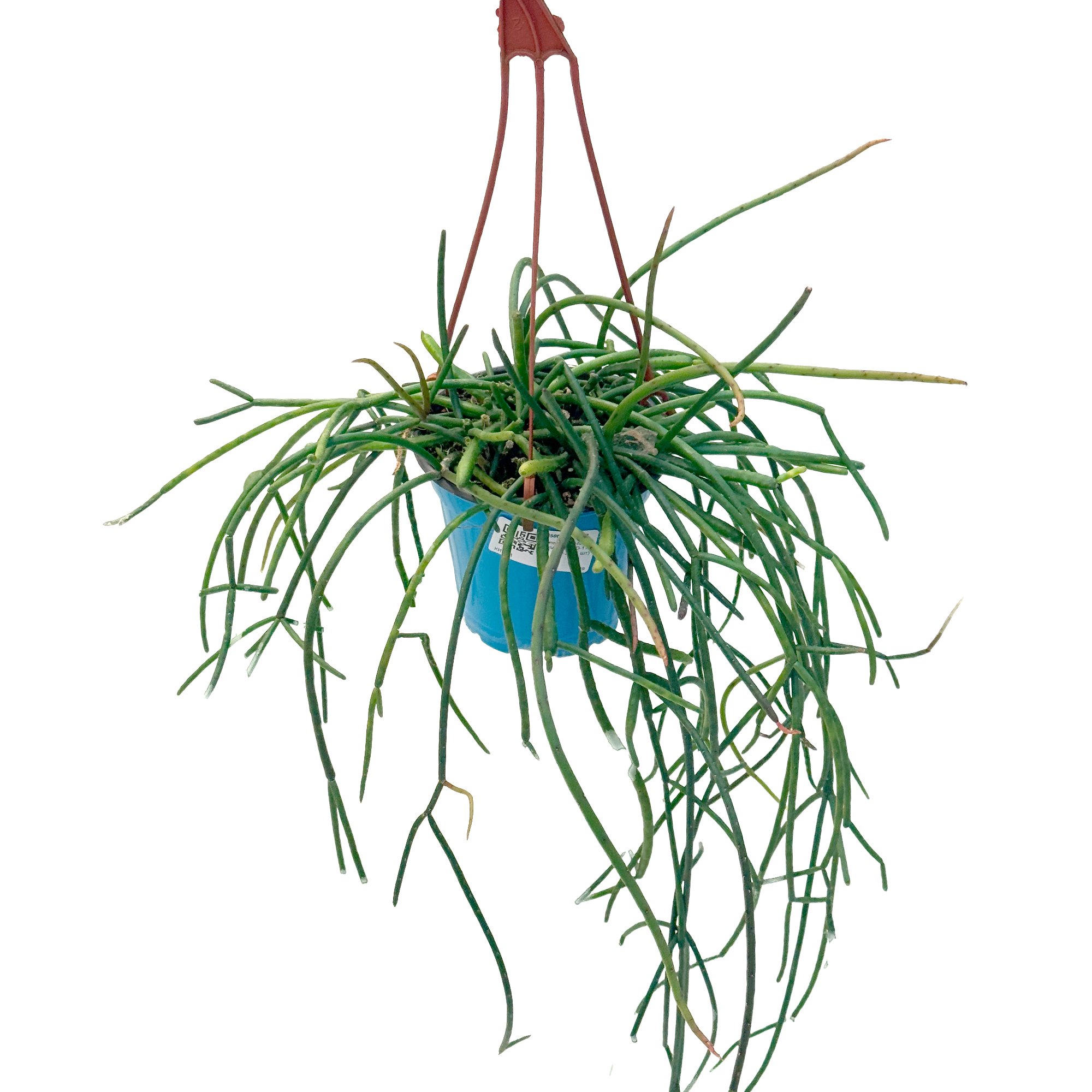 Рипсалис Кассута подвесной