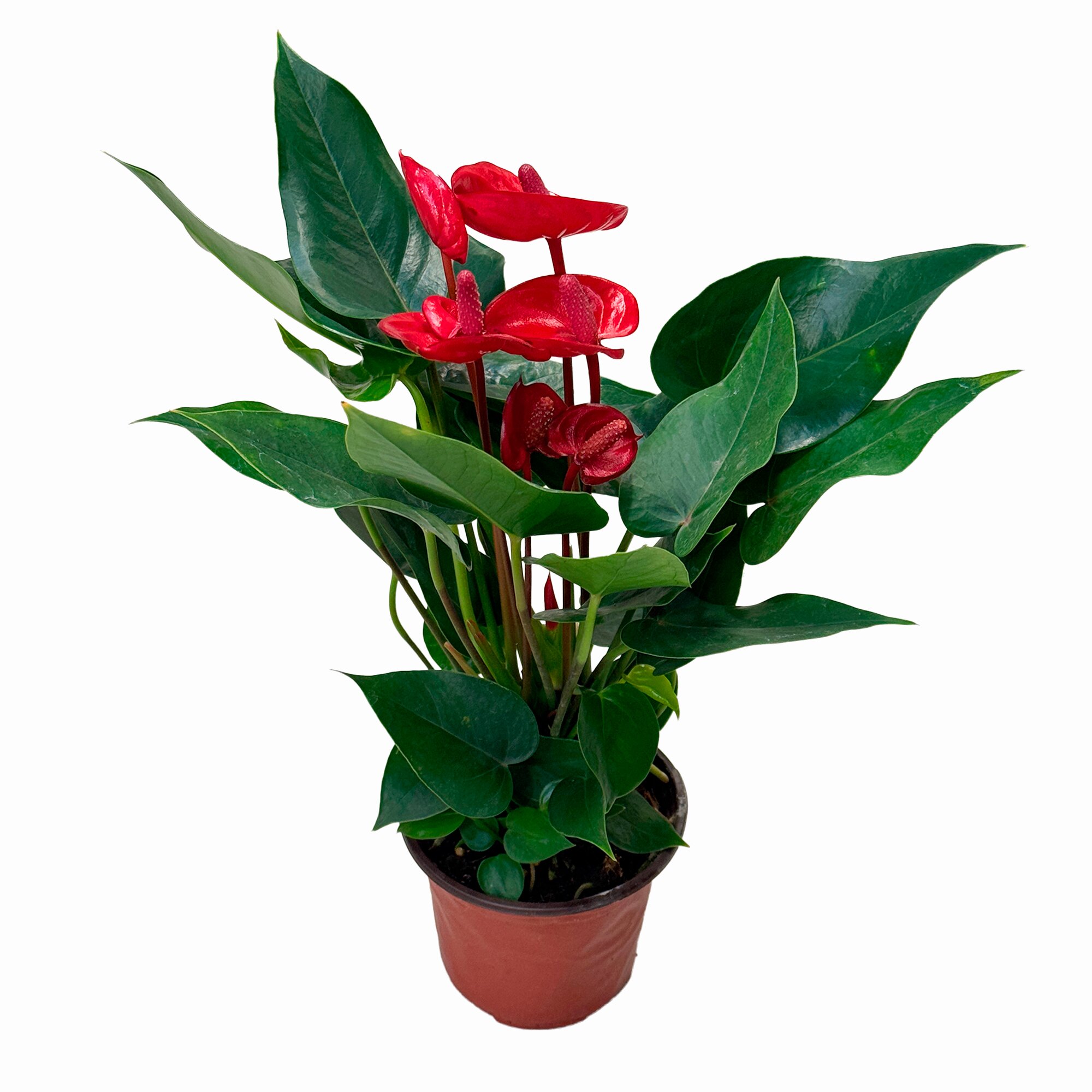 Антуриум андрианум Ксяо Цзяо