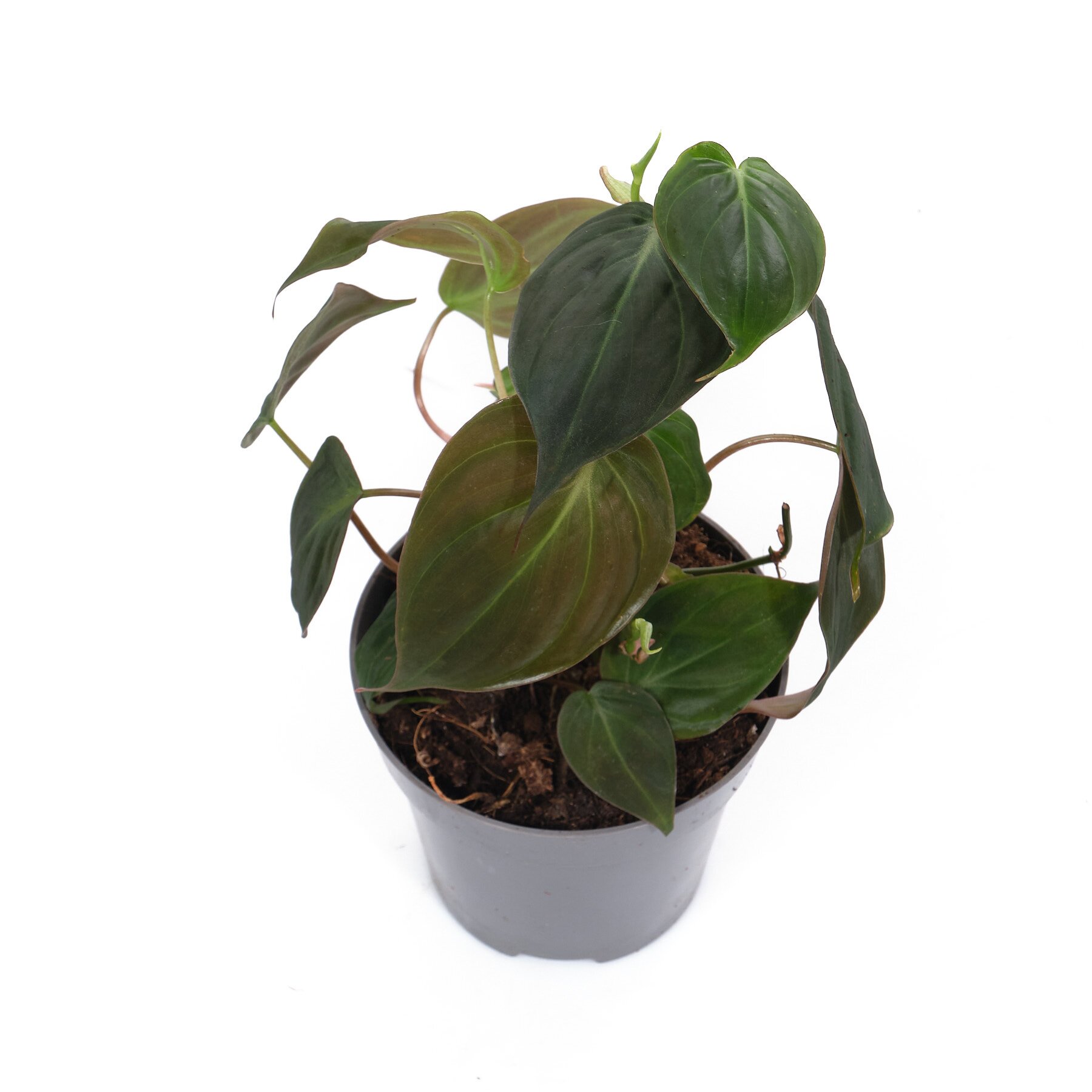 Филодендрон Сканденс Миканс