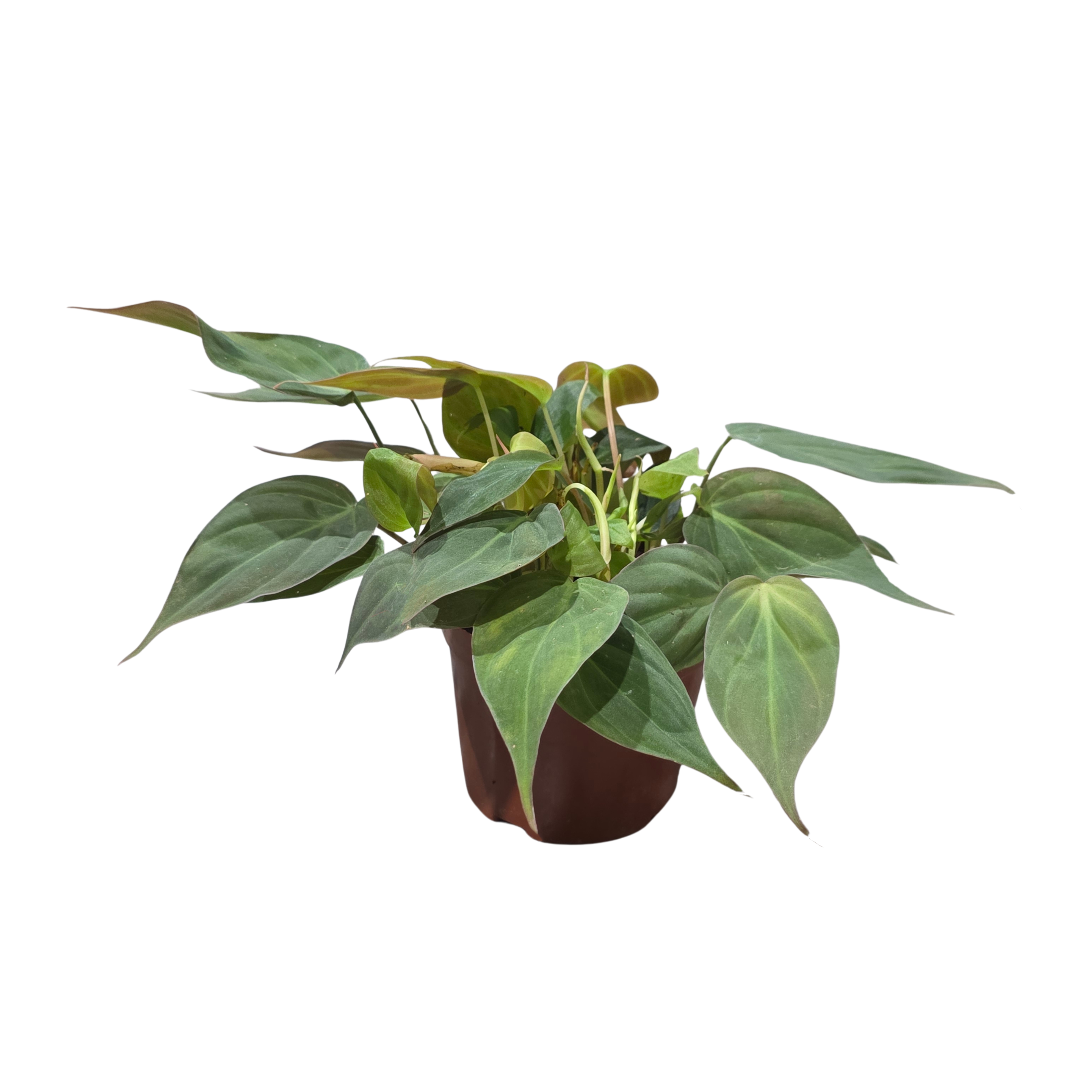 Филодендрон Сканденс Миканс