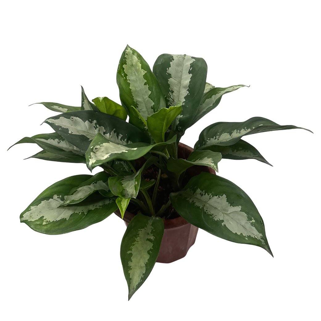 Аглаонема Сильвер Бэй