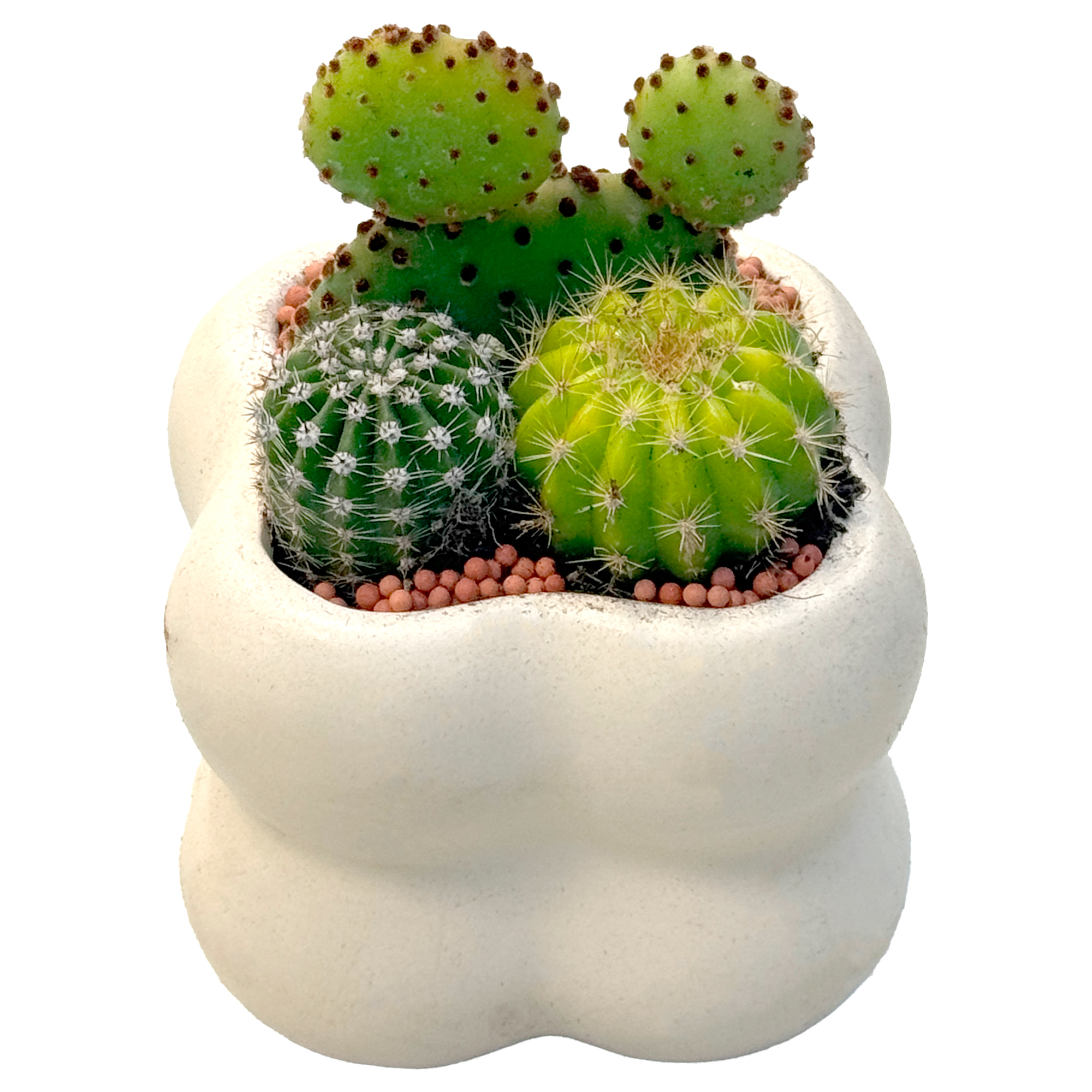 Кактус (композиция)